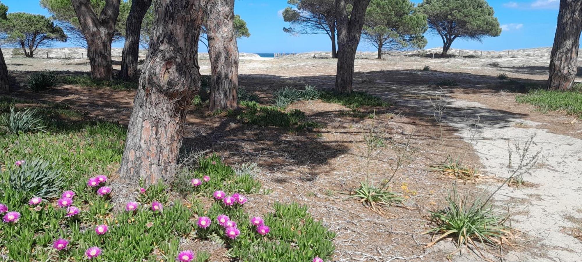 Resort Abbaia Ba Budoni Eksteriør bilde